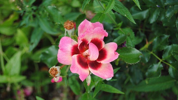 Rosafarbene Blüte einer Rosa-persica-Hybride, auch Hulthemia- oder Persische Rose genannt, mit einem dunklen Basalfleck in der Mitte