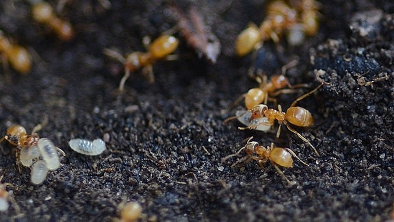 viele kleine, hellbraune Ameisen flitzen durchs Bild