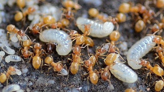 viele kleine, hellbraune Ameisen flitzen durchs Bild