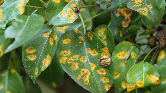 Orangene Birnengitterrost-Flecken auf grünen Blättern