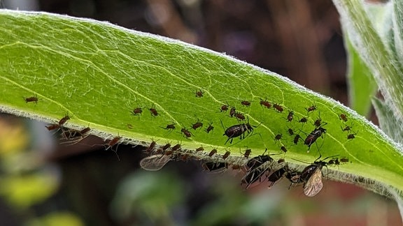 Blattläuse und Schwebfliegenlarve