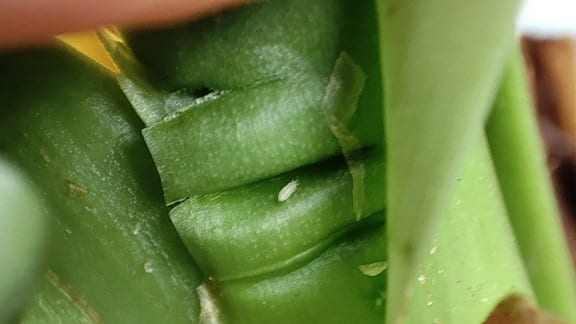 winzige Larve sitzt in einer Blattachse