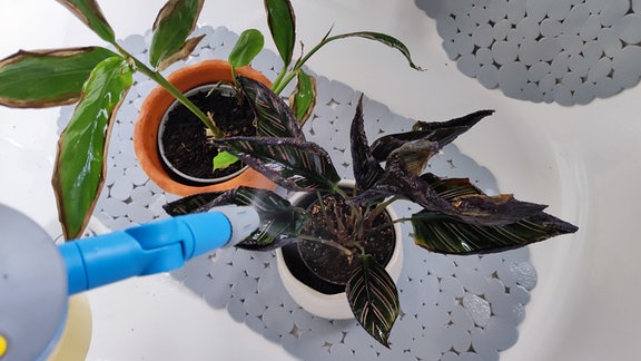 Zimmerpflanzen in einer Wanne werden gespritzt