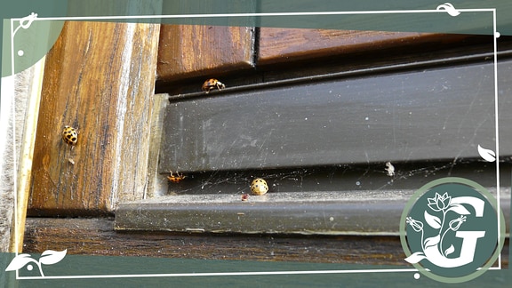 Marienkäfer krabbeln auf einem Fensterrahmen