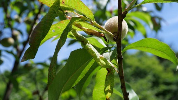 gerollte Blätter am Pfirsichbaum