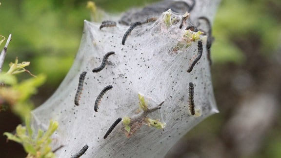 Ein Ast eines Baumes ist komplett eingesponnen. Auf dem Gewebe aus zarten Fäden krabbeln viele Raupen.