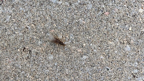 eine Ameise mit Flügeln sitzt auf dem Asphalt 
