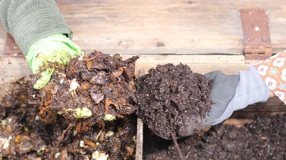 Wurmkiste - Kompostwürmer