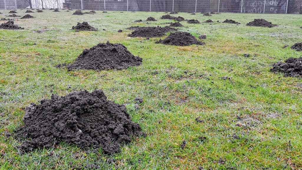 Maulwurf Im Garten Wie Sie Ihn Loswerden Mdr De