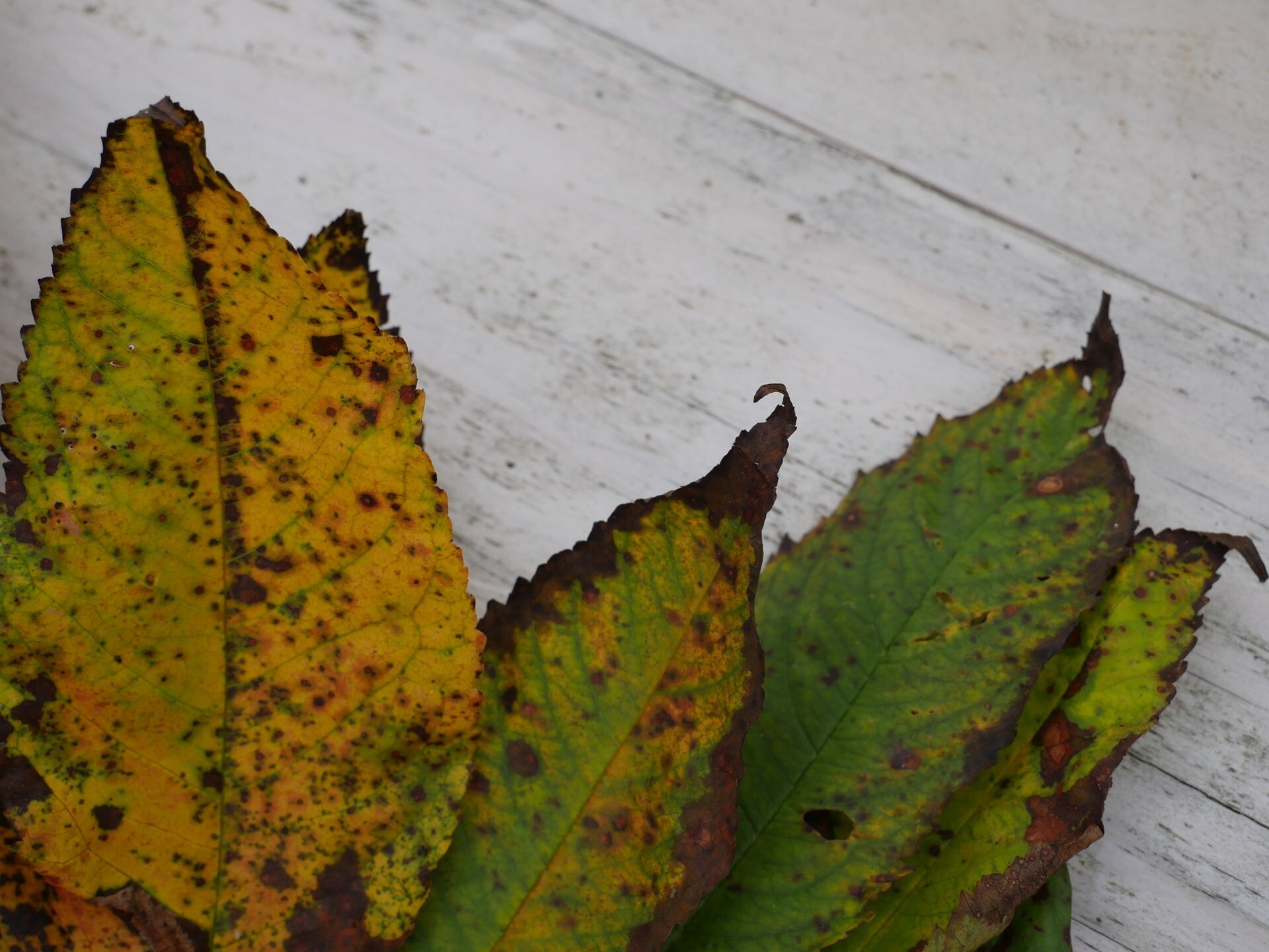 Garten Im November Welche Arbeiten Getan Werden Sollten Garten Im November Welche Arbeiten Getan Werden Sollten
