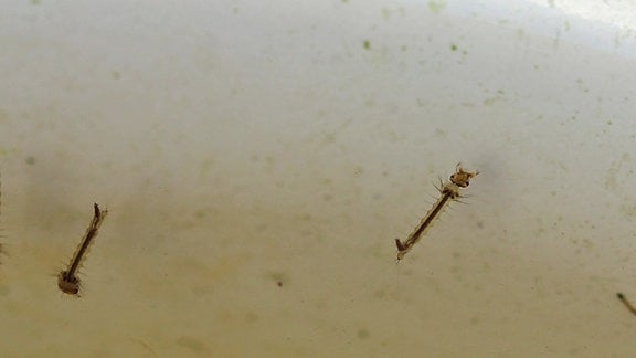 In einer Schüssel mit Regenwasser schwimmen Mückenlarven