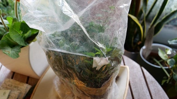 Pflanze mit übergestülpter Plastiktüte