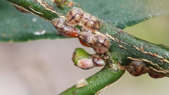 Schildläuse sitzen in der Blattachse einer Zitruspflanze