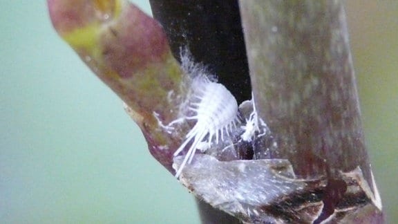 Eine Wolllaus sitzt in der Blattachse einer Phalaenopsis