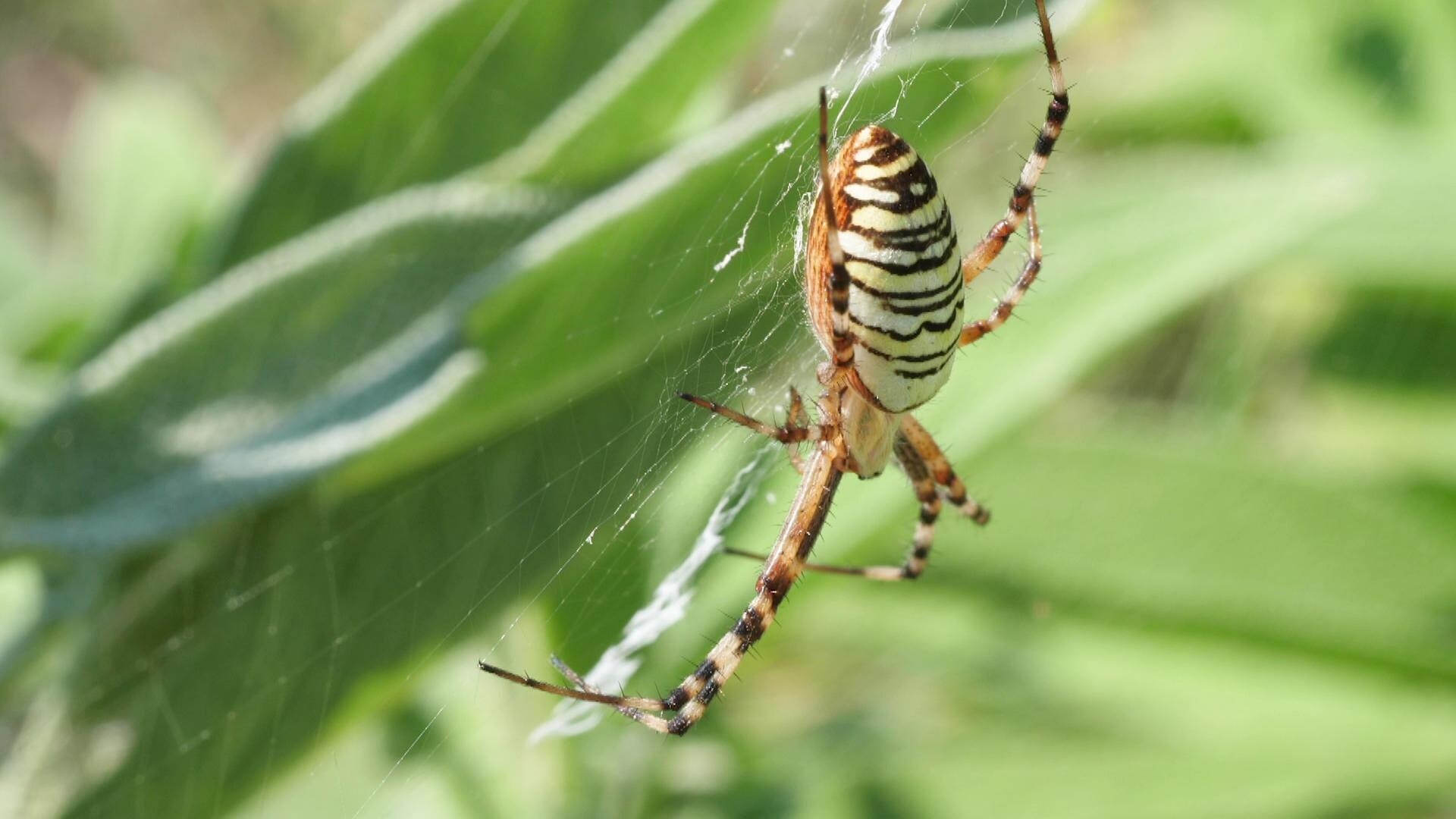 Tiere im Garten Diese Spinnen leben in unseren Gärten