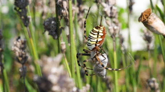Wespenspinne wickelt Beute im Netz ein  