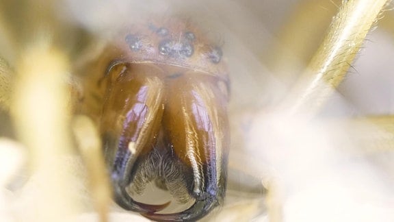 Eine Ammen-Dornfinger-Spinne in Großaufnahme von vorn. Wir sehen die eindrucksvollen Kieferklauen. Farblich verlaufen sie von einem kräftigen orange-braun am oberen Ende bis hin zu einem Tiefschwarz an den unteren Spitzen.