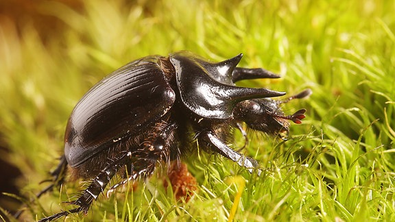 Der Stierkäfer ist ein Käfer aus der Familie der Mistkäfer mit drei Hörnern