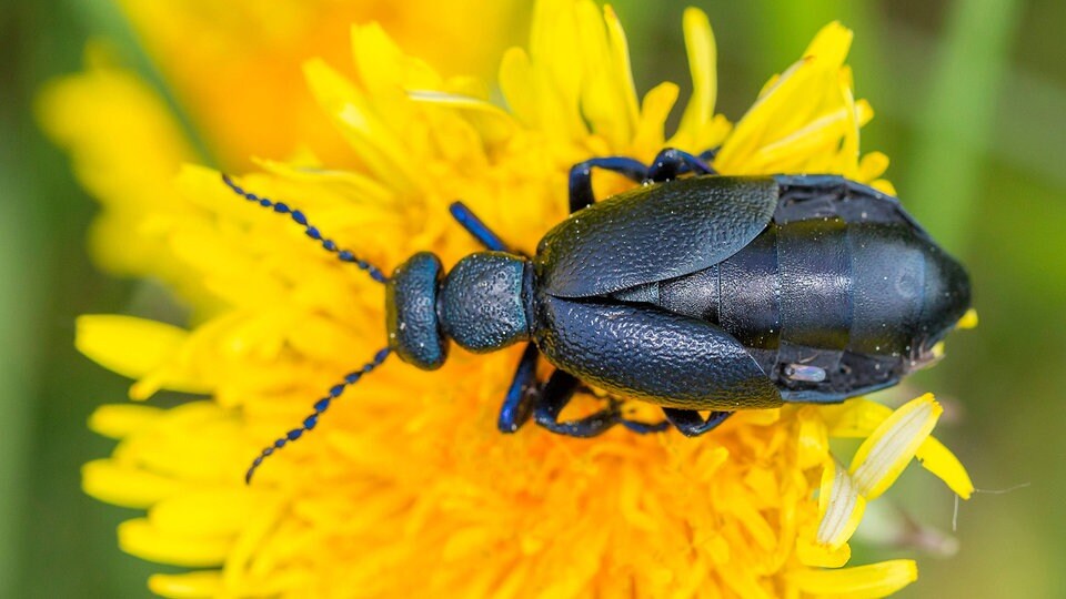 Gartenrätsel Die aktuelle Preisfrage MDR.DE
