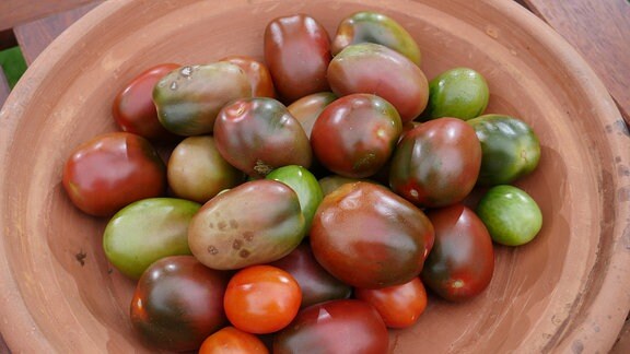 Tomaten in unterschiedlichen Formen und Farben  in einer Keramikschale 