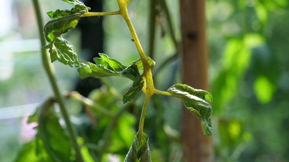 Wegen Rostmilben-Befall verkümmerte Blätter an Tomatenpflanze
