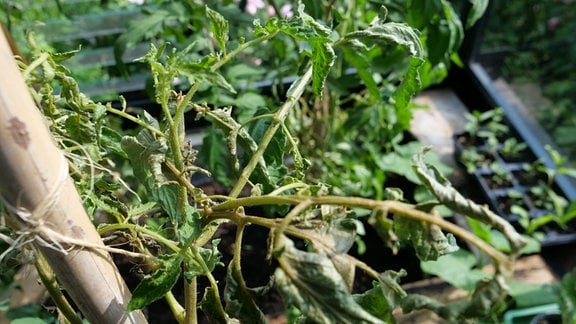 Rotbraun verfärbte, verkümmerte Blätter und Stiele an Tomatenpflanze
