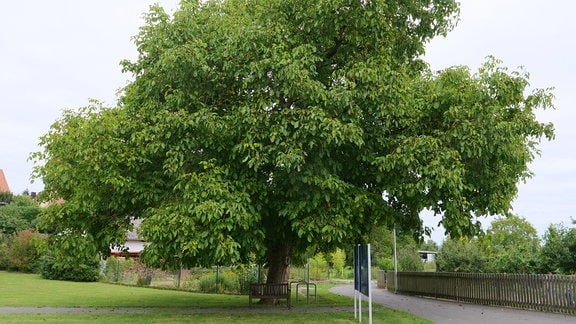 Walnussbaum in einem Park