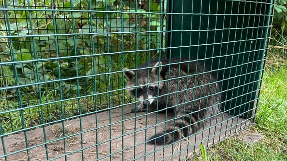 In einem Käfig sitzt ein Waschbär.