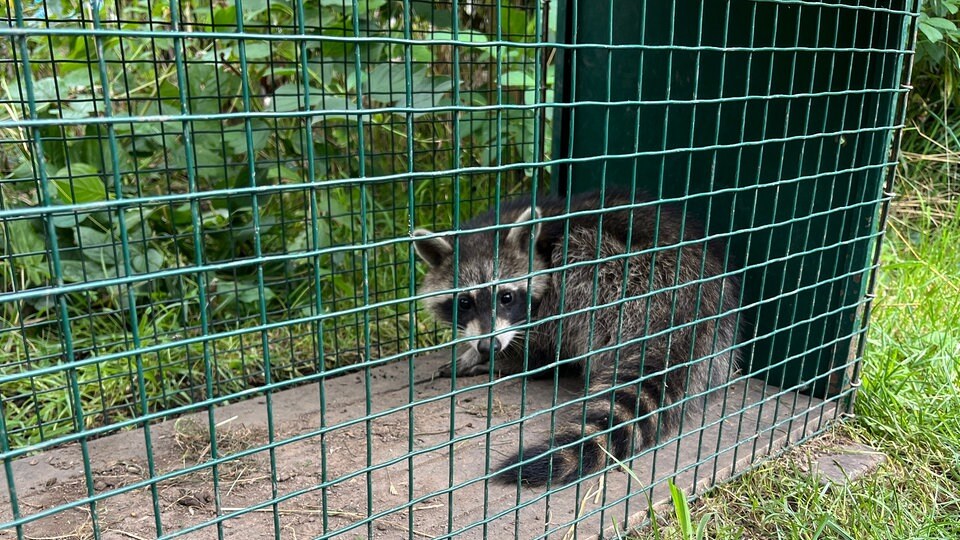 60+ Fuchsbau Im Garten Was Tun, Diese herrschen im garten und können