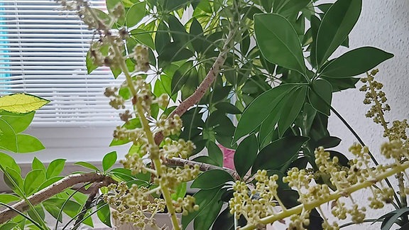 Eine blühende Schefflera-Pflanze