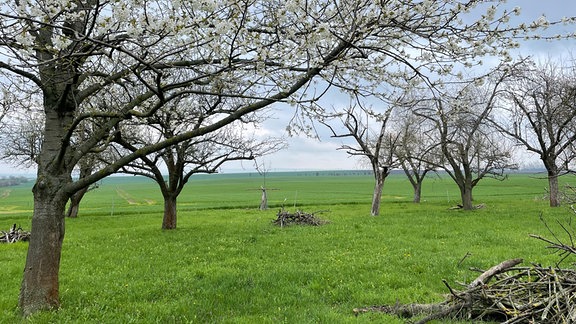 Streuobstwiese im Frühling bei Kleinromstedt (Apolda)