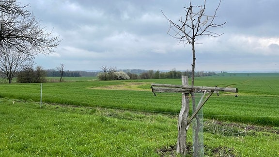 Ein junger Obstbaum auf einer Streuobstwiese bei Kleinromstedt (Apolda) wird mit einem aufwendigen Verbisschutz geschützt.