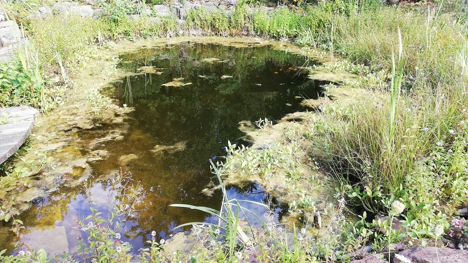 Einen Gartenteich im Sommer pflegen MDR.DE