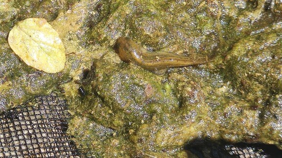 Molchlarven in Algen