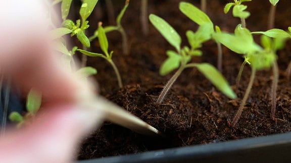 Junge Tomatenpflanzen werden mithilfe eines Holzstäbchens aus der Anzuchterde gelöst 