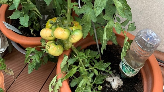 Tomaten verkochen