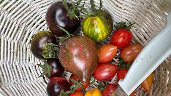 In einem Korb liegen Tomaten in verschiedenen Größen und Farben