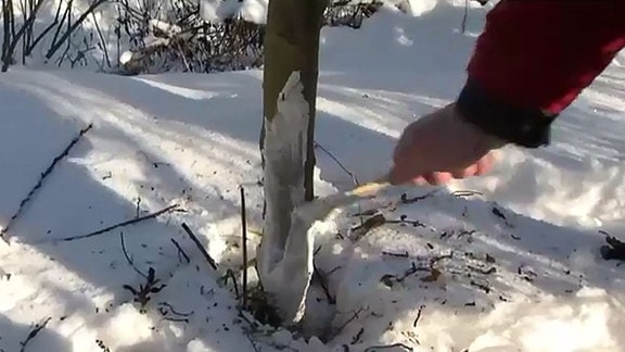 Der Stamm eines jungen Obstbaumes wird bei Schnee und Sonnenschein im Winter mit einer zähflüssigen, weißen Paste zum Schutz vor Spannungsrissen eingestrichen