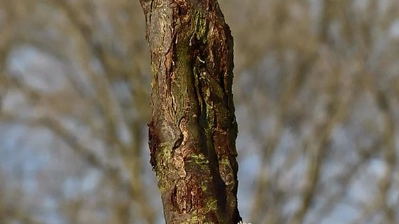 Stamm eines Obstbaumes mit sichtbaren Rissen in der Borke (Rinde) im Winter