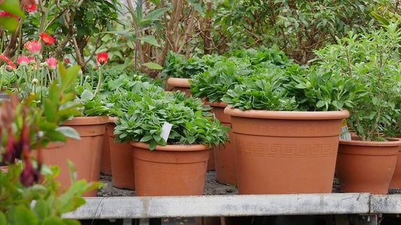 Mdr Garten Der Garten Ratgeber Im Mdr Fernsehen Und Im Internet