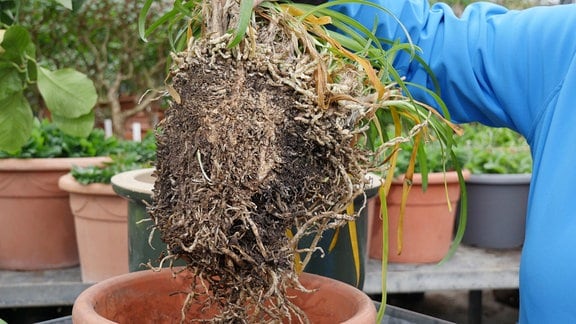 Der geteilte Wurzelballen eines Agapanthus (Schmucklilie).  