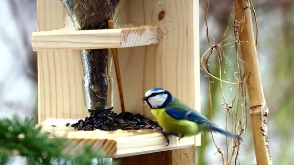Ein Futterspender für Gartenvögel