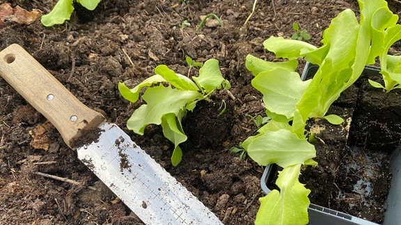 Salat im Beet mit Gartenmesser