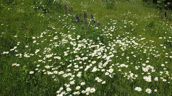 Eine Wildblumenwiese in Thüringen, ökologisch gepflegt