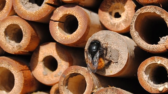 Eine Wildbiene mit einem behaarten, rötlich-braunen Hinterleib verschließt mit Lehm die Öffnung einer Niströhre in einem Bienenhaus auf dem Gelände der Lehr- und Versuchsanstalt für Gartenbau in Erfurt