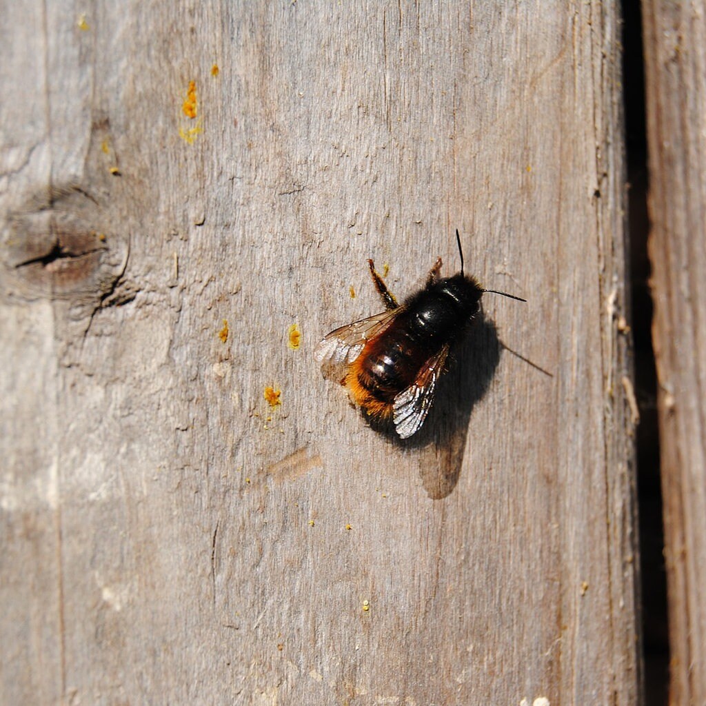 Nutzlinge Wildbienen Und Hummeln Fordern Mdr De