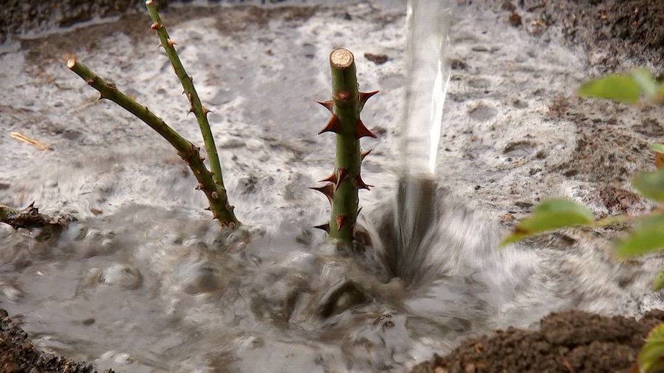 Tipps Wurzelnackte Rosen im Winterhalbjahr pflanzen MDR.DE