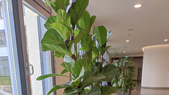 Zimmerpflanzen - Geigenfeige (Ficus lyrata)