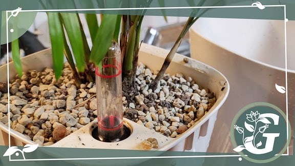 Eine Zimmerpflanze mit Granulat und Wasserstandsanzeiger.
