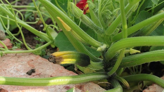 Zucchinipflanze mit Früchten, die braune Spitzen haben 